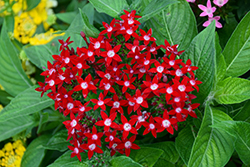 HoneyCluster Red Star Flower (Pentas lanceolata 'Honey Cluster Red') at A Very Successful Garden Center