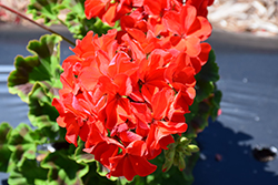 Pinto Premium Deep Scarlet Geranium (Pelargonium 'Pinto Premium Deep Scarlet') at Lakeshore Garden Centres