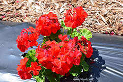 Multibloom Red Geranium (Pelargonium 'Multibloom Red') at A Very Successful Garden Center