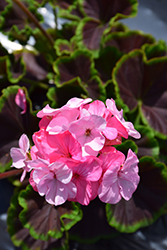 BullsEye Light Pink Geranium (Pelargonium 'BullsEye Light Pink') at A Very Successful Garden Center