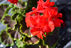 BullsEye Red Geranium (Pelargonium 'BullsEye Red') at A Very Successful Garden Center