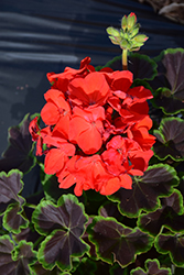 BullsEye Scarlet Geranium (Pelargonium 'BullsEye Scarlet') at A Very Successful Garden Center