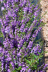 Sungelonia Blue Angelonia (Angelonia angustifolia 'Sungelonia Blue') at A Very Successful Garden Center
