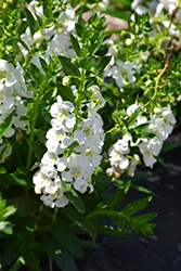 Statuesque White Angelonia (Angelonia angustifolia 'Statuesque White') at A Very Successful Garden Center