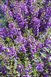 Statuesque Blue Angelonia (Angelonia angustifolia 'Statuesque Blue') at A Very Successful Garden Center