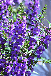 Statuesque Blue Angelonia (Angelonia angustifolia 'Statuesque Blue') at A Very Successful Garden Center