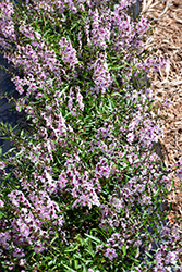 Pinstripe Vintage Pink Angelonia (Angelonia angustifolia 'Pinstripe Vintage Pink') at Lakeshore Garden Centres