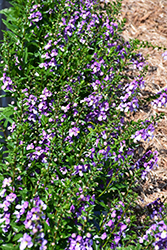 Archangel Blue Bicolor Angelonia (Angelonia angustifolia 'Balarclubi') at A Very Successful Garden Center