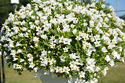 Lindura White Calibrachoa (Calibrachoa 'Lindura White') at Lakeshore Garden Centres