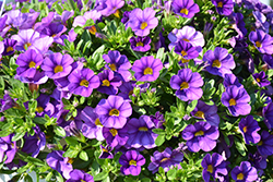 Unique Blue Violet Calibrachoa (Calibrachoa 'Unique Blue Violet') at A Very Successful Garden Center