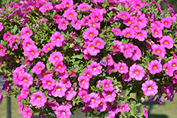 Unique Pink Calibrachoa (Calibrachoa 'Unique Pink') at A Very Successful Garden Center
