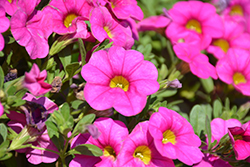 Unique Pink Calibrachoa (Calibrachoa 'Unique Pink') at A Very Successful Garden Center