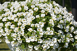 Superbells White Calibrachoa (Calibrachoa 'Balcal14141') at Lakeshore Garden Centres