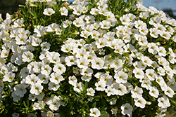 Calitastic White Calibrachoa (Calibrachoa 'Wecacaliwe') at A Very Successful Garden Center
