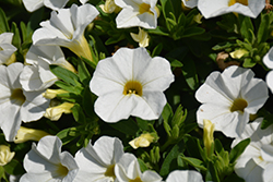 Calipetite White Calibrachoa (Calibrachoa 'Calipetite White') at A Very Successful Garden Center