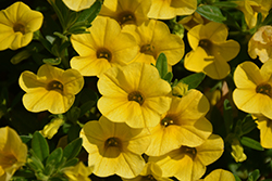 Superbells Yellow Calibrachoa (Calibrachoa 'Balcal1004') at Lakeshore Garden Centres