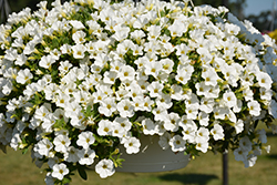 Unique White Calibrachoa (Calibrachoa 'Unique White') at A Very Successful Garden Center