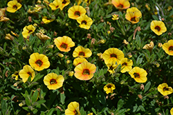 Superbells Saffron Calibrachoa (Calibrachoa 'Superbells Saffron') at Lakeshore Garden Centres