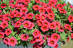 Calipetite Red Calibrachoa (Calibrachoa 'Calipetite Red') at A Very Successful Garden Center
