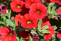 Million Bells Mounding Compact Deep Red Calibrachoa (Calibrachoa 'Million Bells Mounding Compact Deep Red') at A Very Successful Garden Center