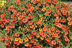 Callie Orange Sunrise Calibrachoa (Calibrachoa 'Callie Orange Sunrise') at A Very Successful Garden Center