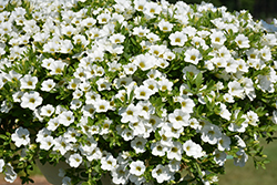Million Bells Trailing White Calibrachoa (Calibrachoa 'Million Bells Trailing White') at A Very Successful Garden Center