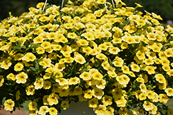 Million Bells Mounding Compact Yellow Calibrachoa (Calibrachoa 'Million Bells Mounding Compact Yellow') at Lakeshore Garden Centres