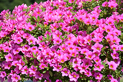Million Bells Mounding Compact Pink Calibrachoa (Calibrachoa 'Million Bells Mounding Compact Pink') at Lakeshore Garden Centres