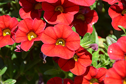 Superbells Red Calibrachoa (Calibrachoa 'INCALIMRED') at A Very Successful Garden Center