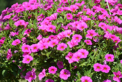 Lindura Pink Calibrachoa (Calibrachoa 'Lindura Pink') at A Very Successful Garden Center