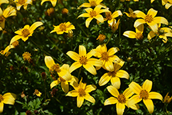 Beedance Yellow Bidens (Bidens 'Beedance Yellow') at A Very Successful Garden Center