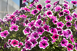 Main Stage Violet Picotee Petunia (Petunia 'KLEPH17300') at Lakeshore Garden Centres