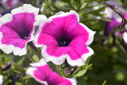 Main Stage Violet Picotee Petunia (Petunia 'KLEPH17300') at A Very Successful Garden Center