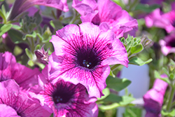 Main Stage Blueberry Petunia (Petunia 'KLEPH14273') at A Very Successful Garden Center