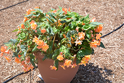 Illumination Apricot Shades Begonia (Begonia 'Illumination Apricot Shades') at A Very Successful Garden Center