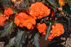 Nonstop Mocca Bright Orange Begonia (Begonia 'Nonstop Mocca Bright Orange') at Lakeshore Garden Centres