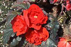 Nonstop Mocca Red Begonia (Begonia 'Nonstop Mocca Red') at Lakeshore Garden Centres