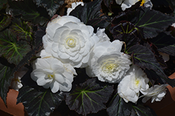 Nonstop Mocca White Begonia (Begonia 'Nonstop Mocca White') at A Very Successful Garden Center