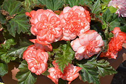 Nonstop Rose Petticoat Begonia (Begonia 'Nonstop Rose Petticoat') at A Very Successful Garden Center