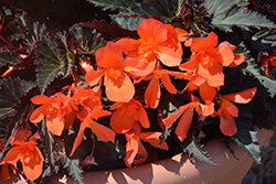 Unstoppable Upright Fire Begonia (Begonia 'Unstoppable Upright Fire') at A Very Successful Garden Center