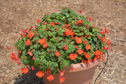 RiseUp Hot and Spicy Begonia (Begonia 'Wesberihosp') at A Very Successful Garden Center