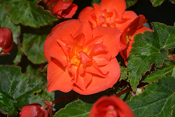 RiseUp Hot and Spicy Begonia (Begonia 'Wesberihosp') at A Very Successful Garden Center