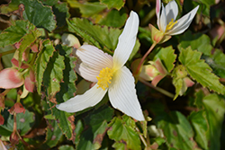 Shine Bright White Begonia (Begonia boliviensis 'Wesbeshibriwhi') at A Very Successful Garden Center