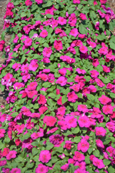 Xtreme Violet Impatiens (Impatiens 'Xtreme Violet') at A Very Successful Garden Center