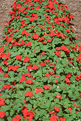 Xtreme Red Impatiens (Impatiens 'Xtreme Red') at A Very Successful Garden Center
