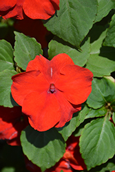 Xtreme Red Impatiens (Impatiens 'Xtreme Red') at A Very Successful Garden Center