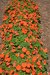 Xtreme Orange Impatiens (Impatiens 'Xtreme Orange') at A Very Successful Garden Center