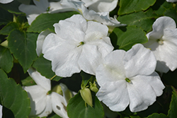 Accent Premium White Impatiens (Impatiens walleriana 'Accent Premium White') at A Very Successful Garden Center