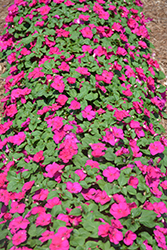 Accent Premium Violet Impatiens (Impatiens walleriana 'Accent Premium Violet') at A Very Successful Garden Center