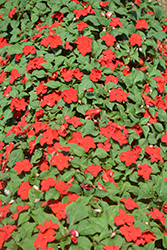 Accent Premium Red Impatiens (Impatiens walleriana 'Accent Premium Red') at A Very Successful Garden Center
